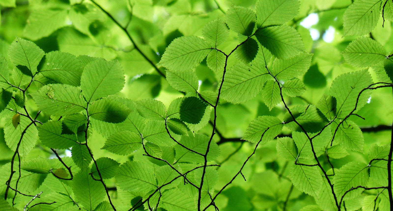 fris groen - nieuwe medewerker