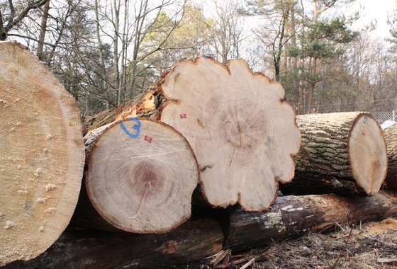 Hout RHV 2026