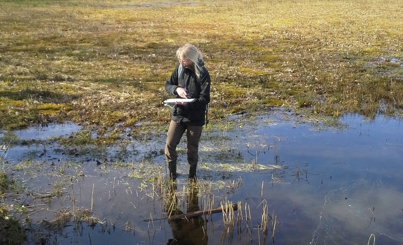 Landschapsecoloog Ariët Kieskamp in (een nat gedeelte van) het Wisselse Veen.