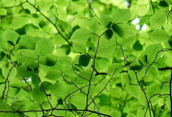 fris groen - nieuwe medewerker