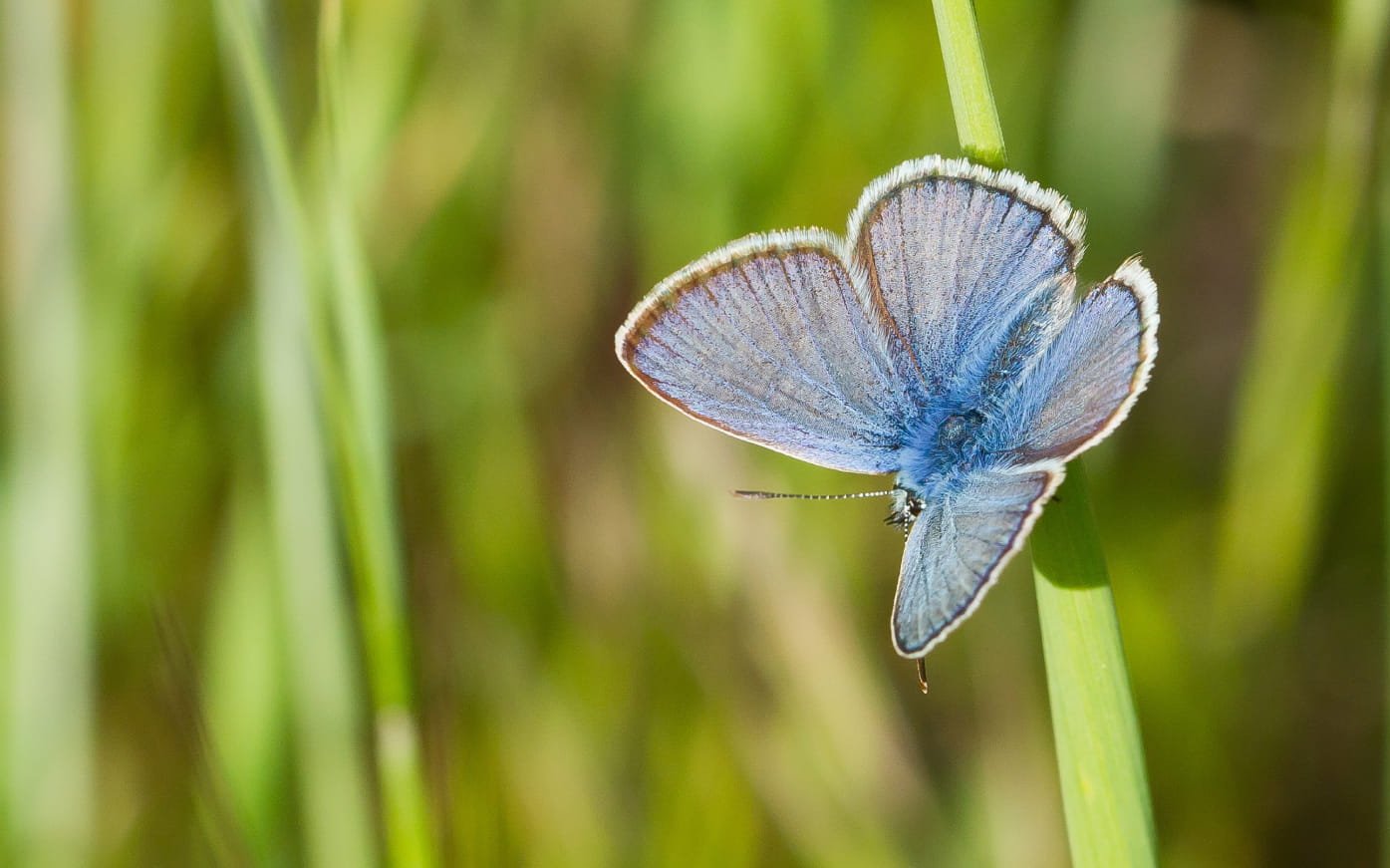 SmN_Zonder lint en tekst-4
