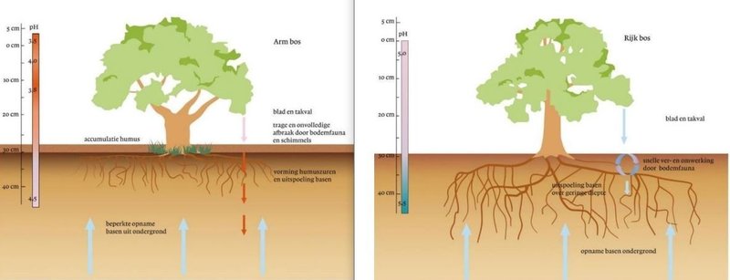 Boom op een verzuurde, uitgeloogde groeiplaats met een niet functionerende nutriëntenpomp met uitspoeling van kationen (basen) vs. boom op een rijke bodem met een functionerende nutriëntenpomp met weinig tot geen uitspoeling. (Bron: Hommel, P., et al. (2007))