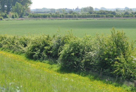 landschapselementen heggen - ooij