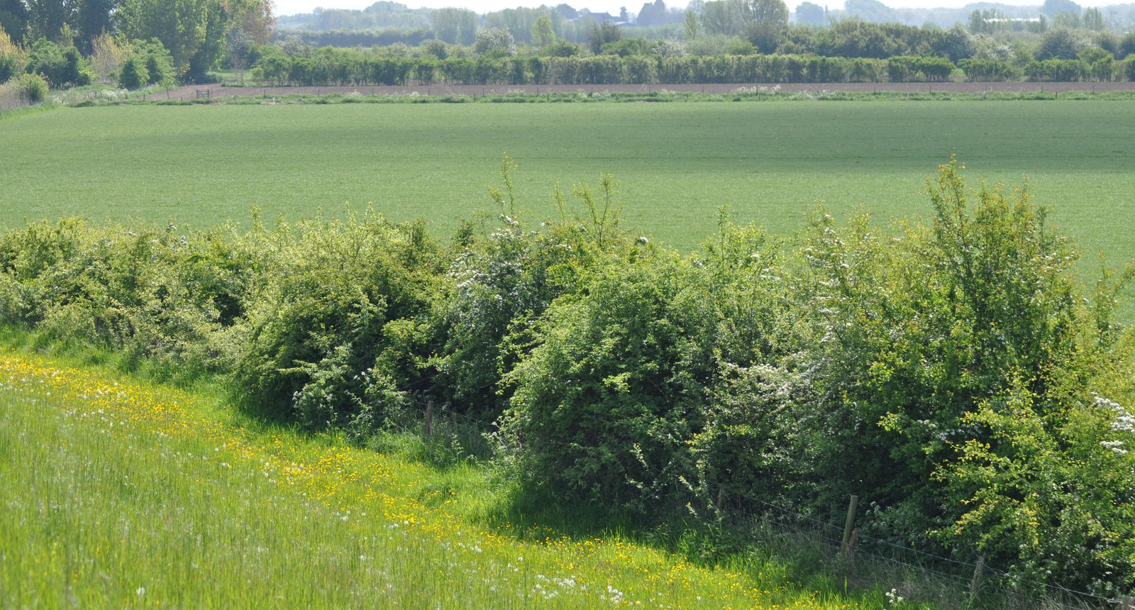 landschapselementen heggen - ooij
