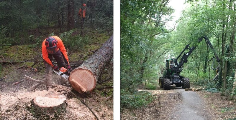 Links zaagt een medewerker met een motorzaag aan een liggende stam. Rechts haalt een harvester hout uit het bos.