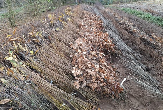 plantsoen diverse soorten