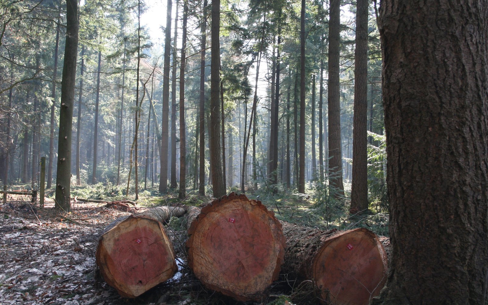 hout in het bos