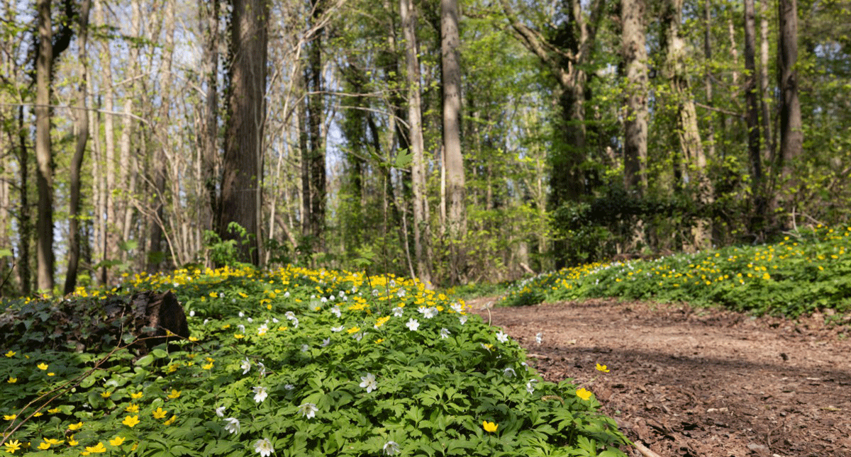 Savelsbos bron Staatsbosbeheer