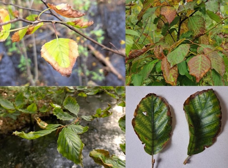 Bruine randen bij respectievelijk berk, zoete kers, beuk en beuk op verschillende plekken in Nederland in de afgelopen weken.