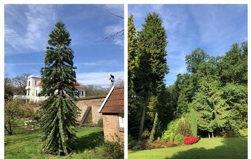 Wollemi pine