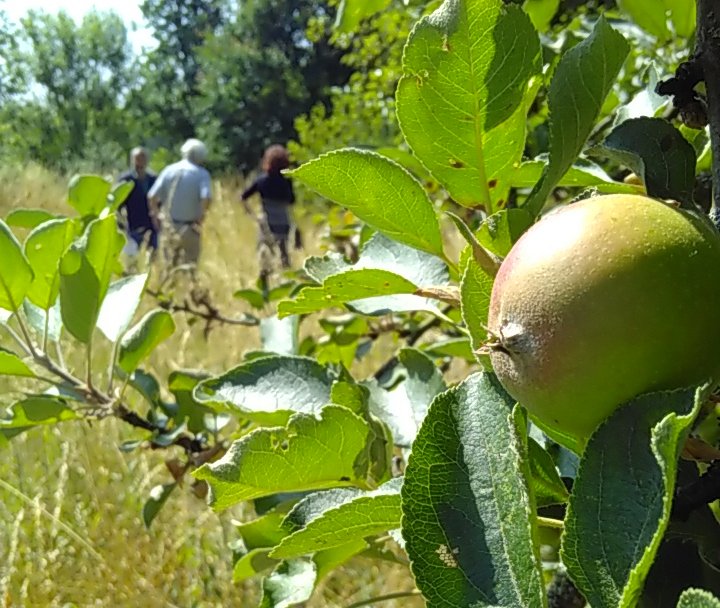 agroforestry-4