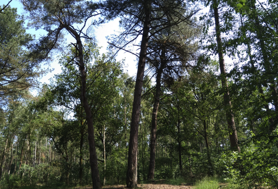 huijbergen-2