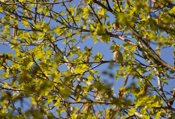 ruwe berk met kbv -barbara