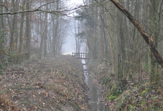Wehlse bos