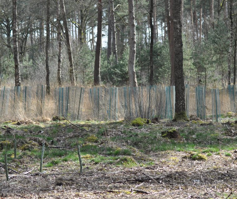 Landgoed Meuleman jonge aanplant