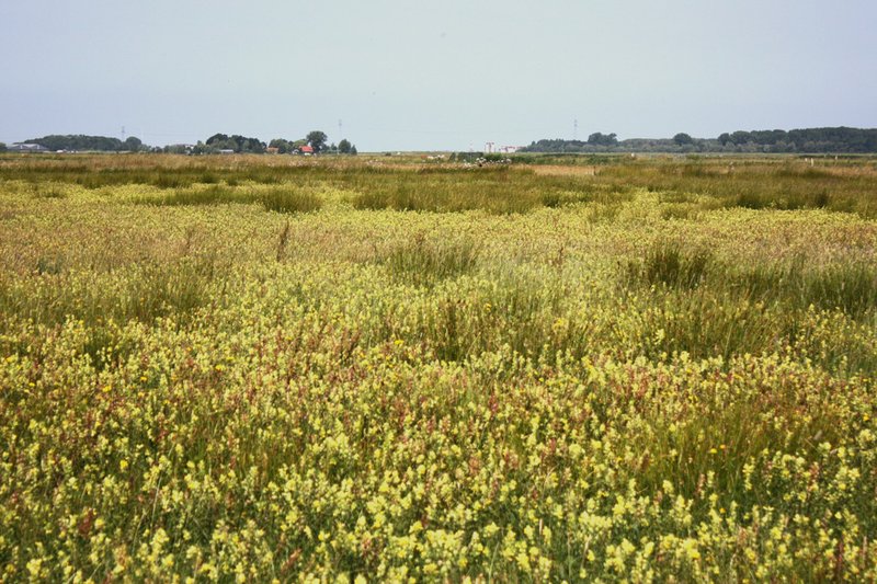 Tussen de bloeiende grote ratelaar neemt de pitrus steeds meer ruimte in.