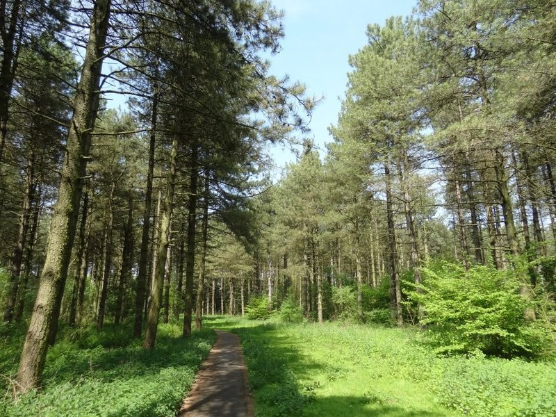 bestaand-bos