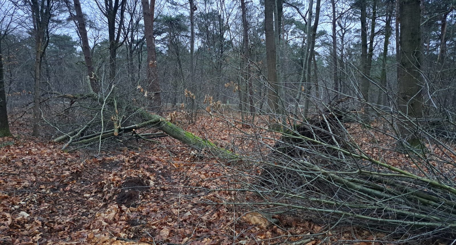 BBB-4
