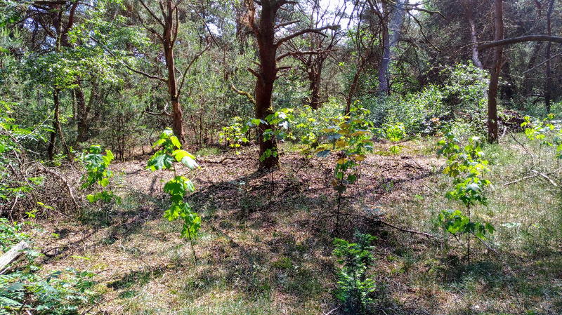 aanplant rijkstrooisel soorten