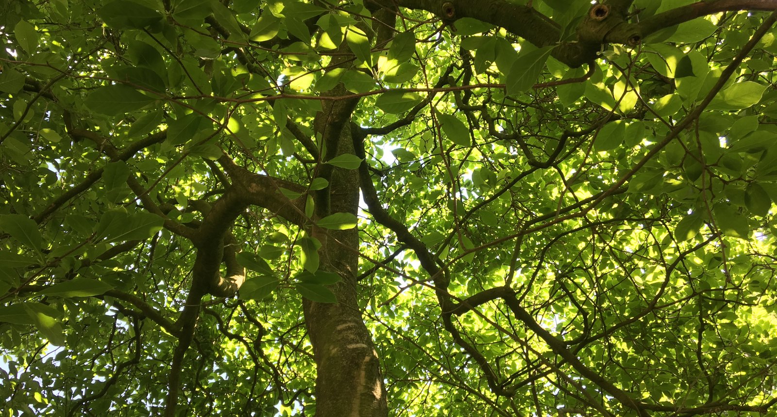 header uitkapbeheer