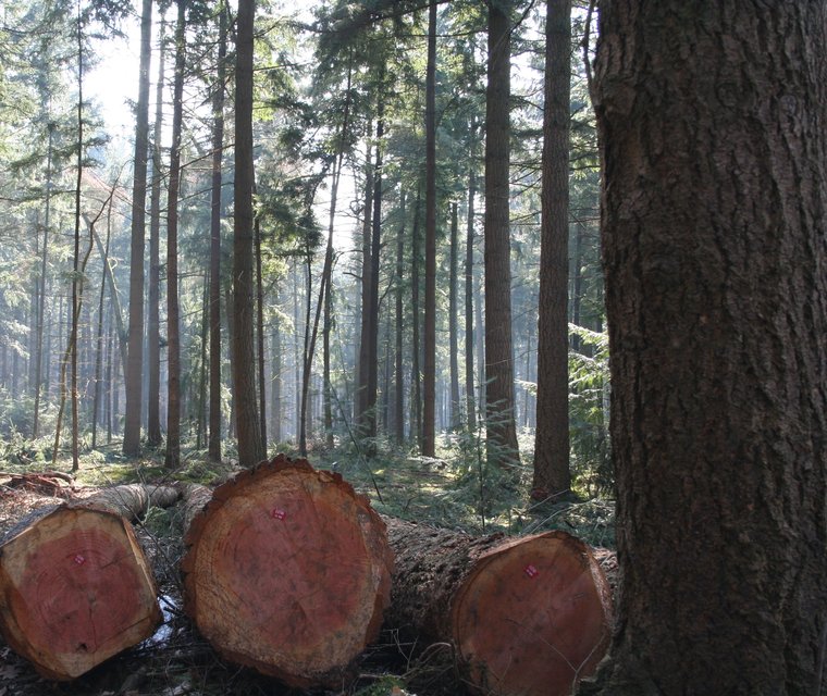hout in het bos