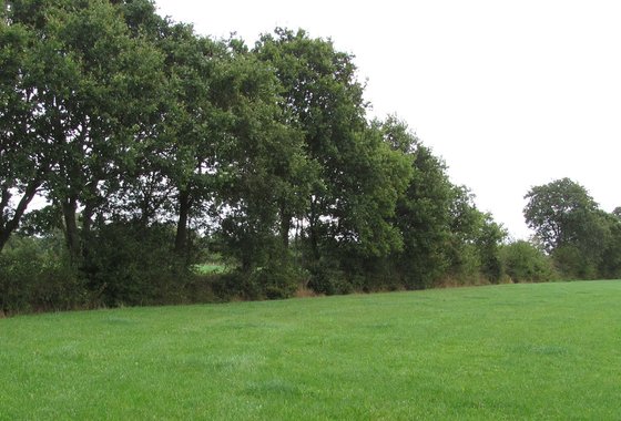 Hout- en bossingel