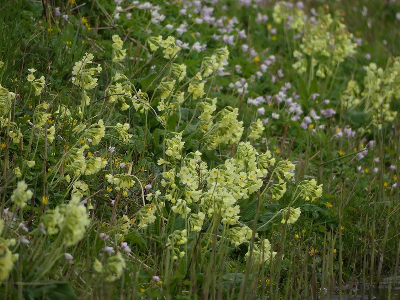 Groeiplaats slanke sleutelbloem