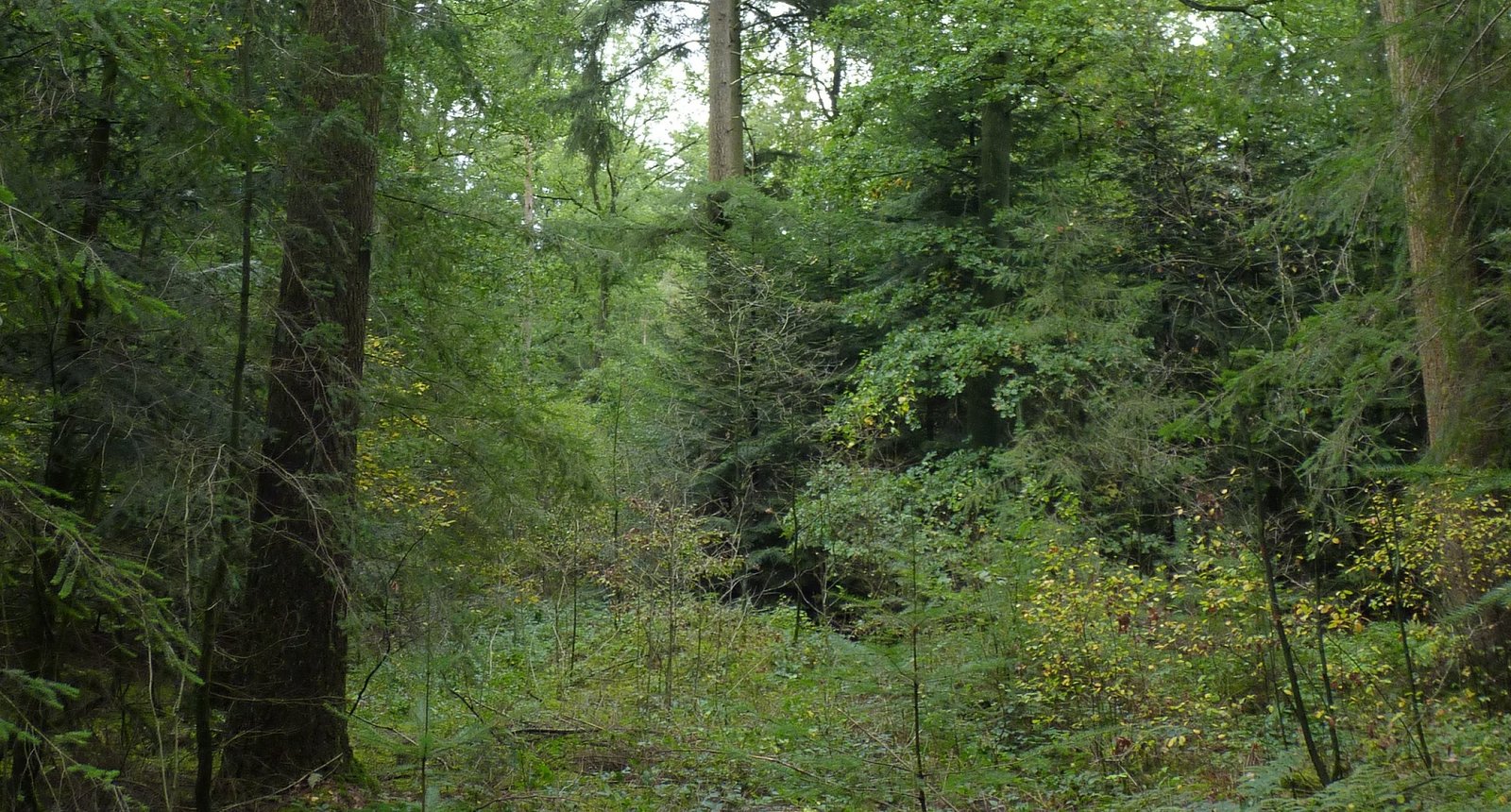 Vitaal bosbeeld