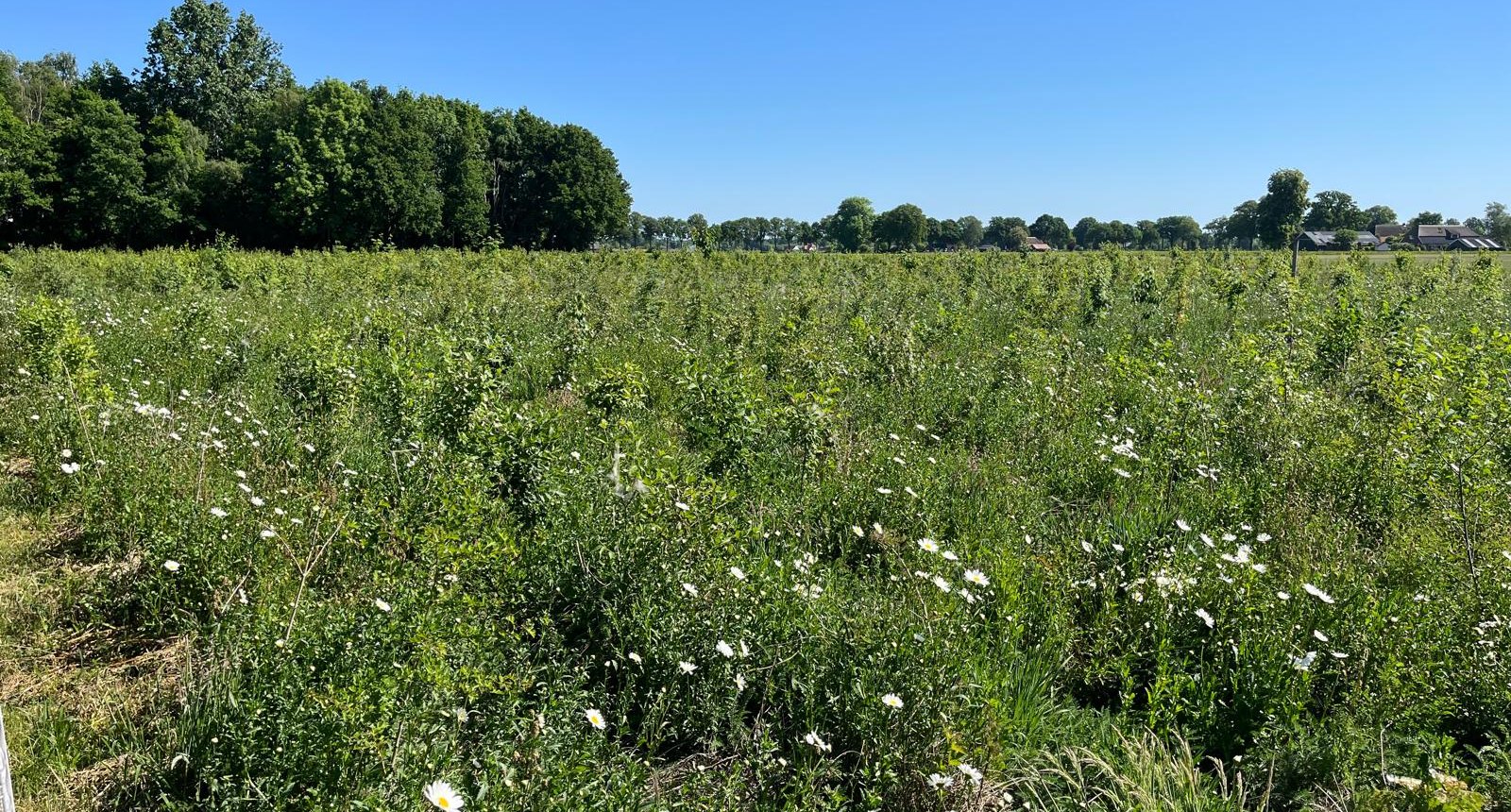Bosaanplant op landbouwgrond