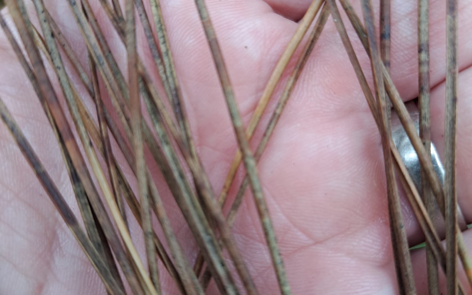 rode bandjes corsicaanse den