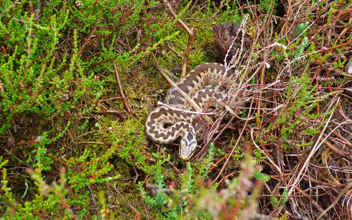 SmN_Zonder lint en tekst-3