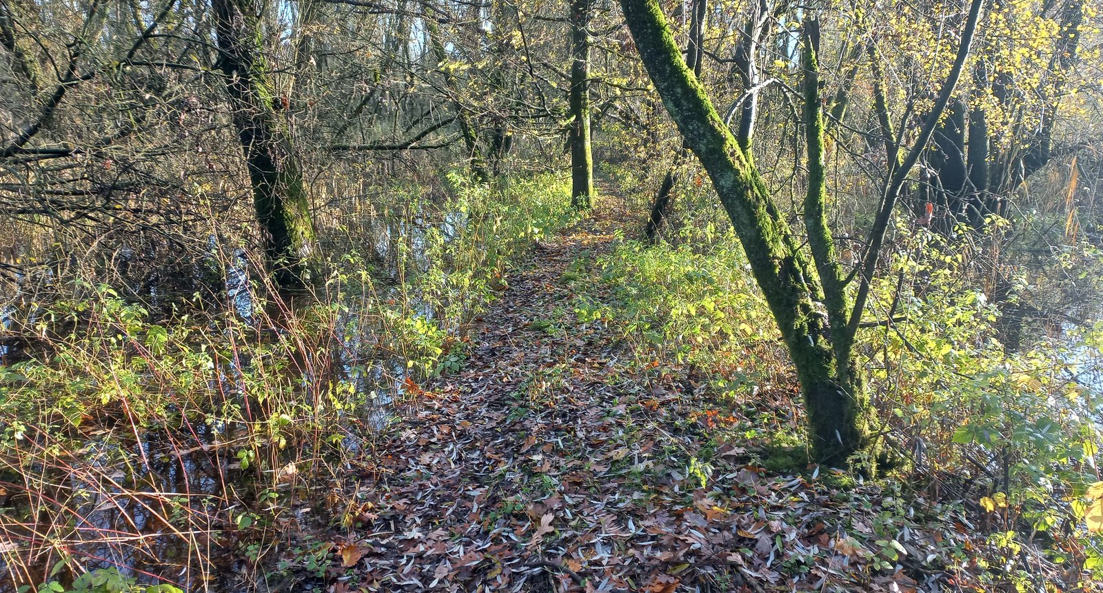 Wandelpad over opgehoogd dijkje