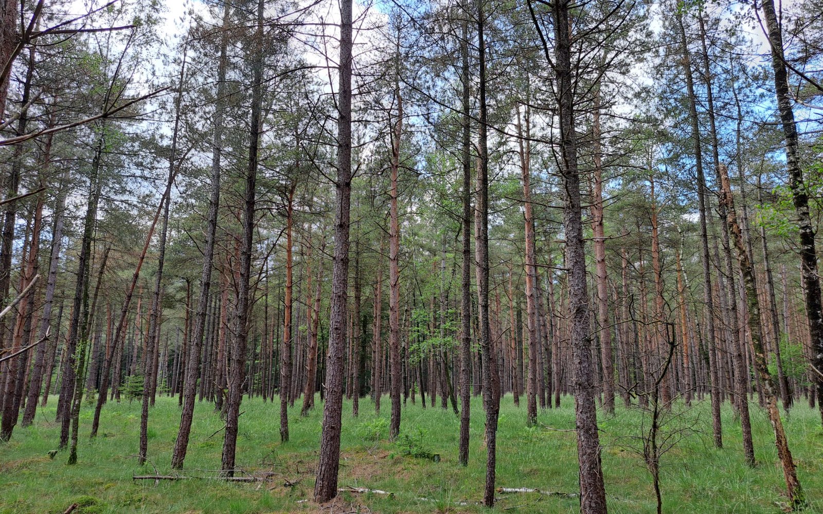 corsicaanse den rode bandjesziekte