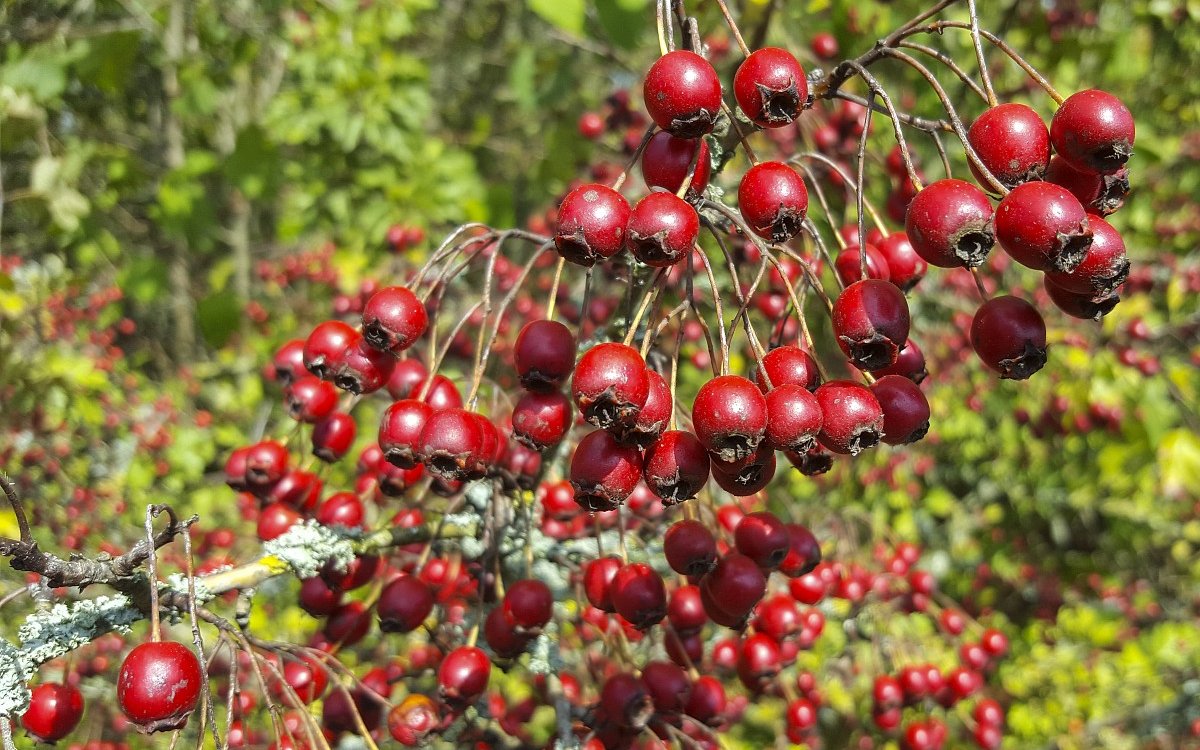 Crataegus monogyna 61, Eenslijlige meidoorn, Saxifraga-Roel Meijer