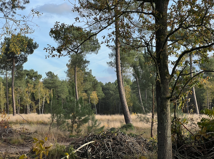 heide