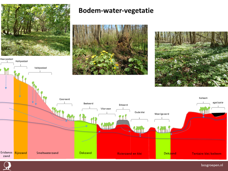 Een onderdeel van de presentatie over gezonde bosgroeiplaatsen.