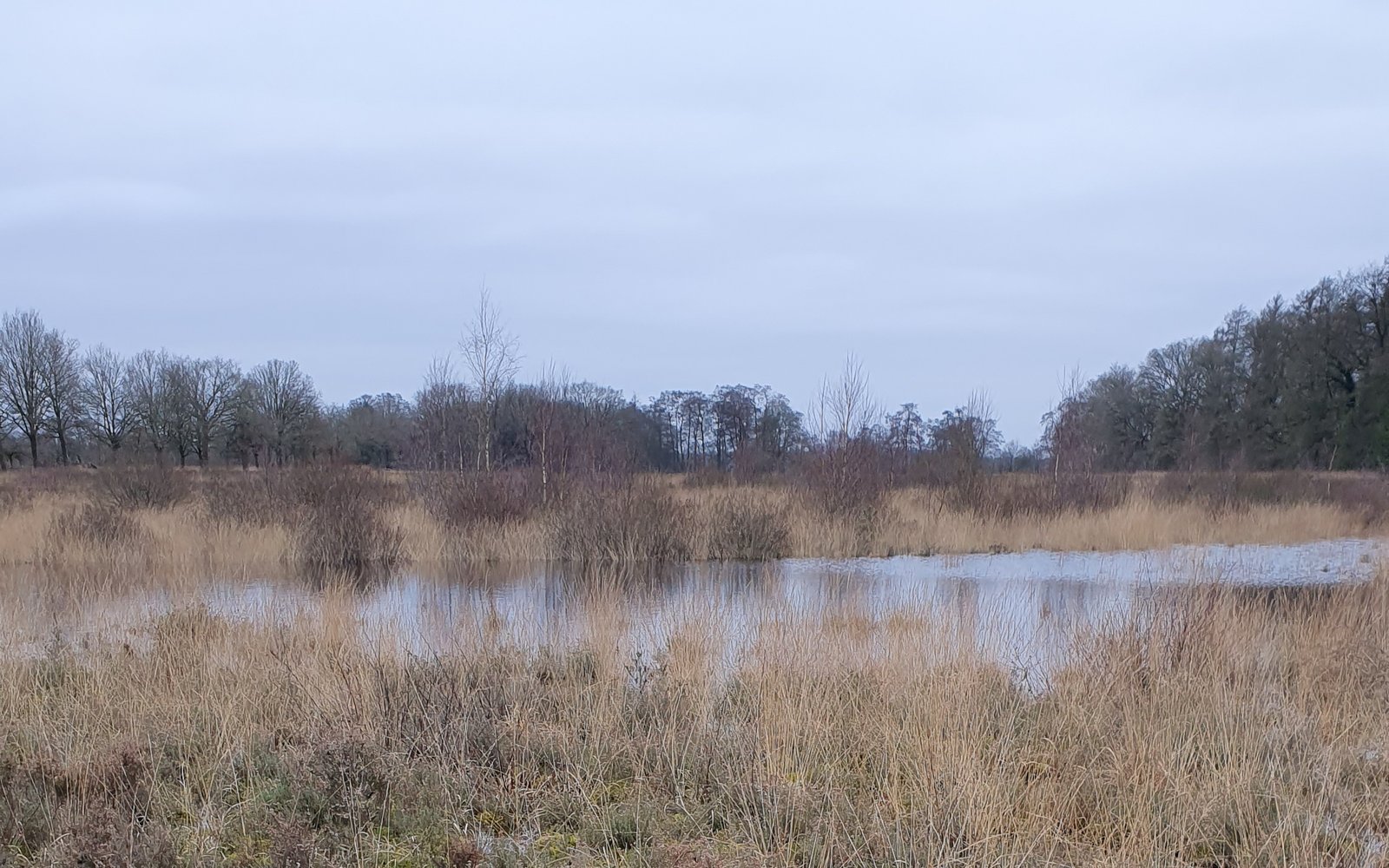 geplagde slenk