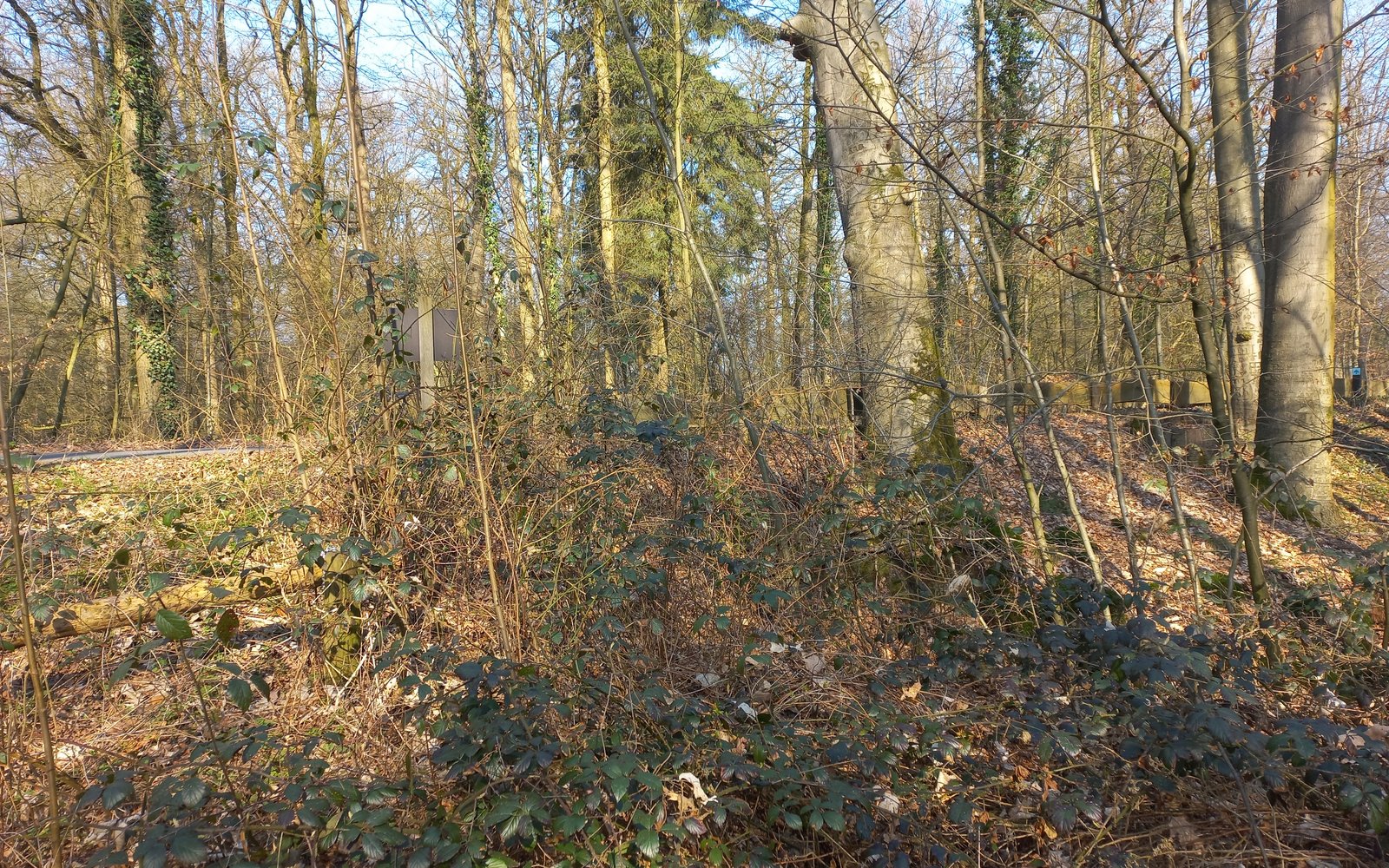 Kloosterbos - Kloosterdijk