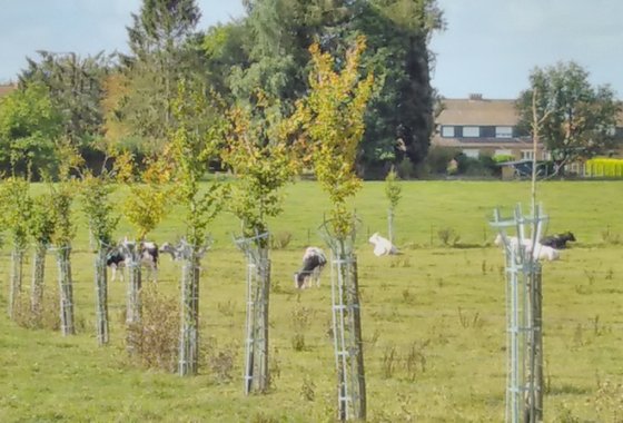 agroforestry-1