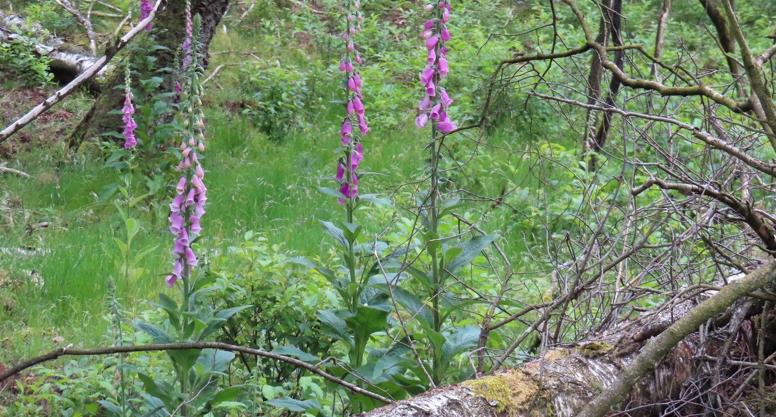 digitalis arnold van den burg web