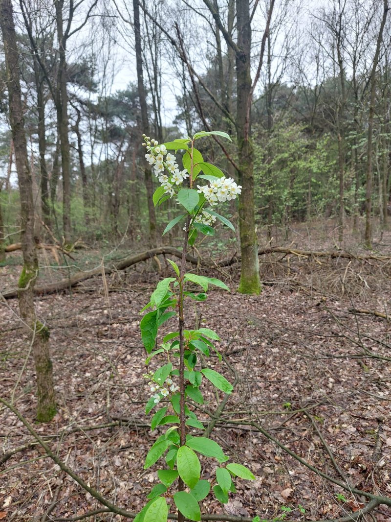 nieuwe aanplant