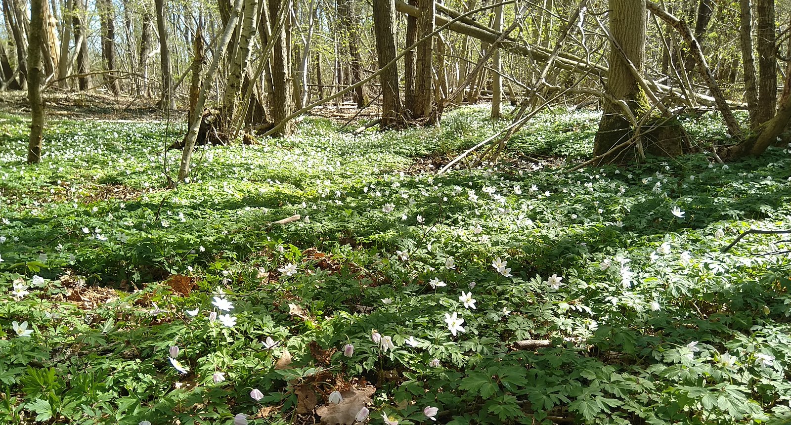 Rijk bos anemonen