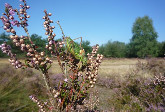 Zadelsprinkhaan_De Zanding 31 aug 2009