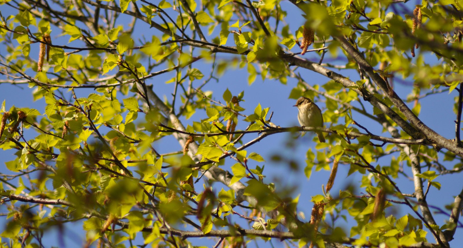 ruwe berk met kbv -barbara