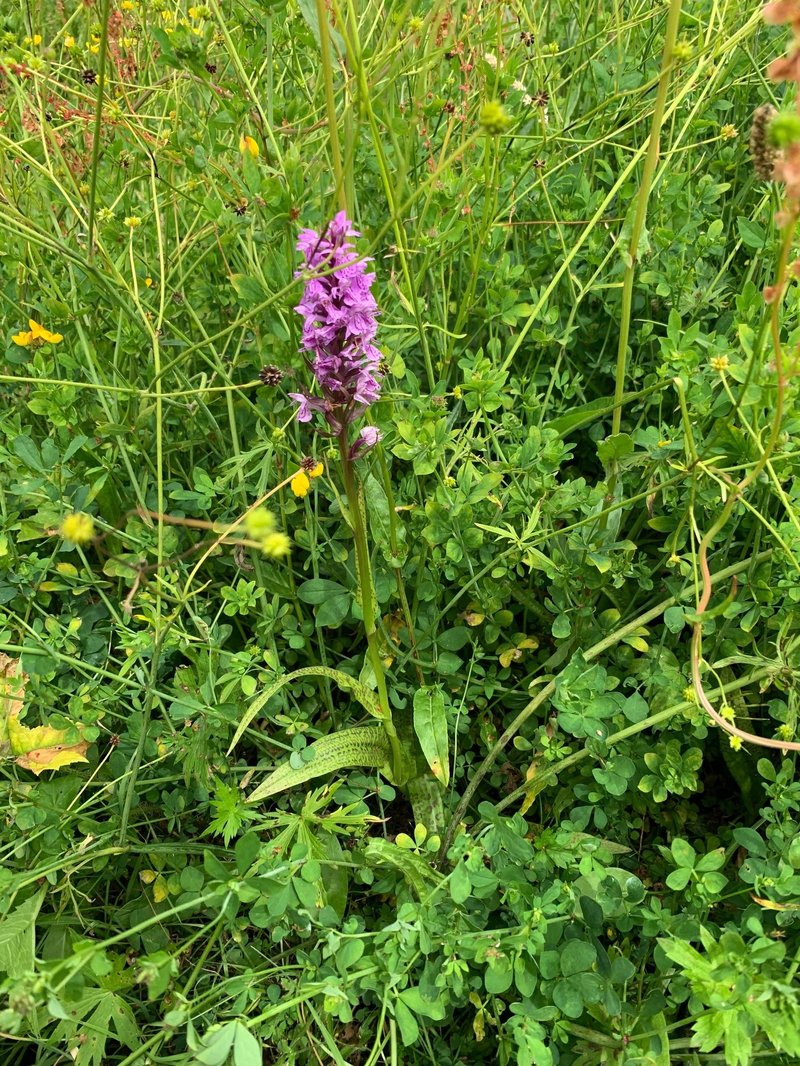 Brede orchis